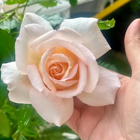 Bel Cap D Avec Terrasses Et Jardins * 昂蒂布